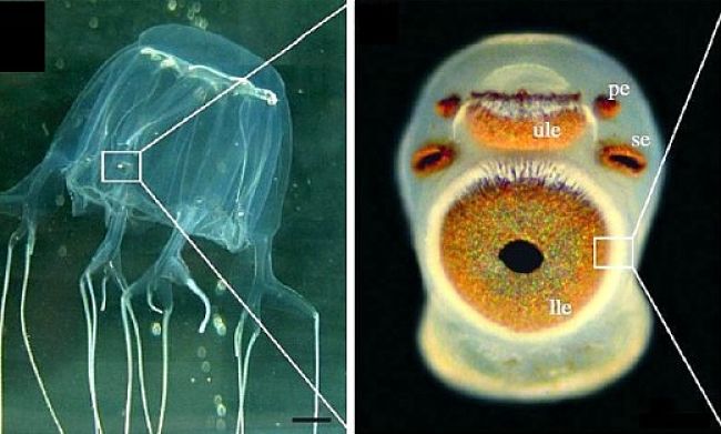 The amazing Box Jellyfish Eye resembles vertebrate eyes with a lens and retina