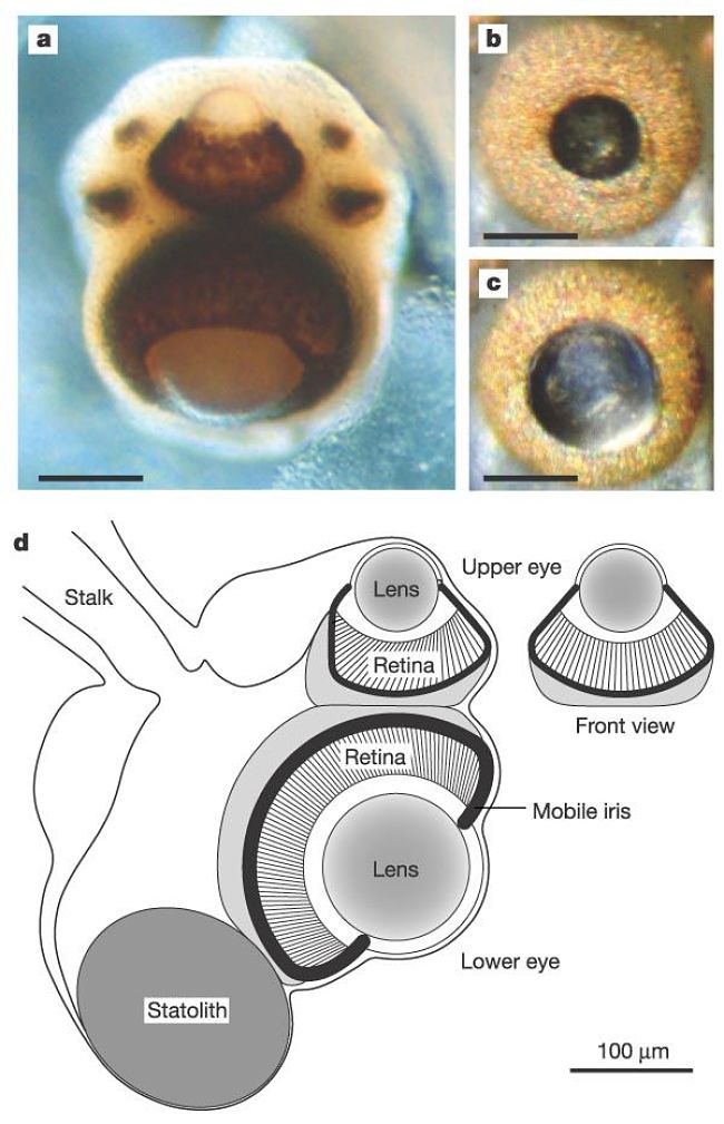 Box Jellyfish Eye Structure