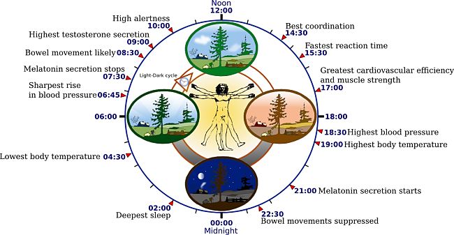 Biological clock gets out alignment when daylight is now available to reset it 