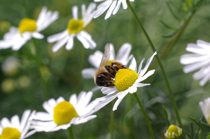 Chamomile Tea is derived from beautiful daisy-like flowers that bees adore