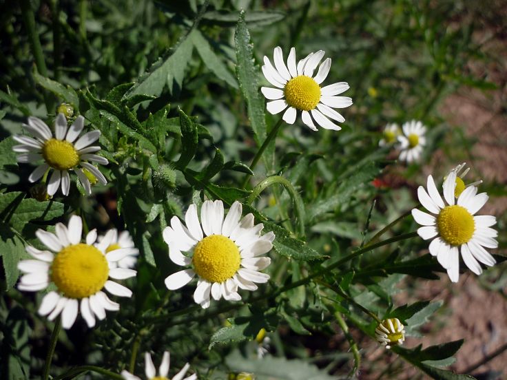 Chamomile is very easy to grow in your garden. Your can do your own thing by collecting and drying the flowers