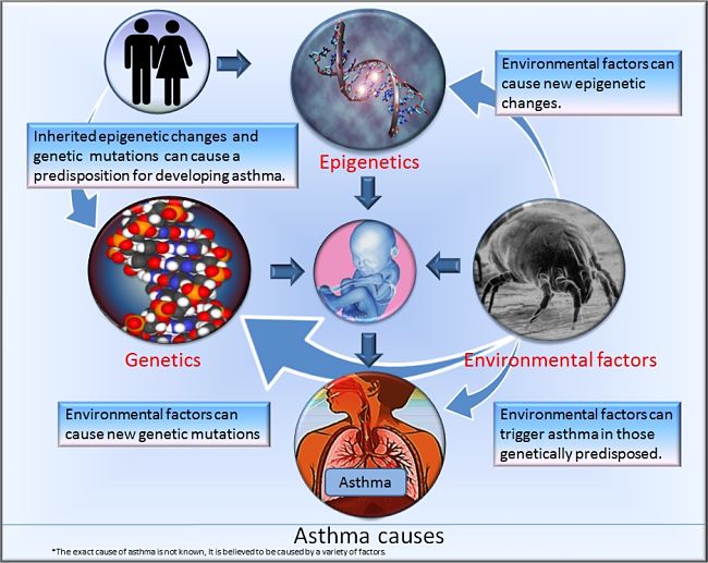 Susceptibility to Asthma