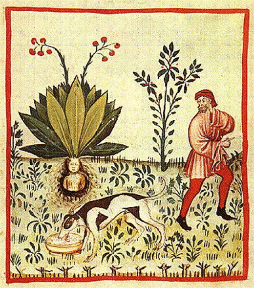 The Fruit of the Mandragora an ancient remedy for Insomnia