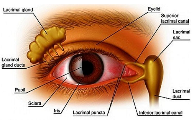 Dry eyes occur when the tear glands ( Lacrimal Glands ) don't produce enough tears, the ducts are blocked or the tears evaporate too quickly due to composition or external conditions