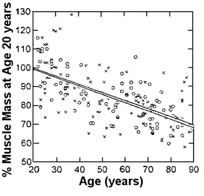 Loss of Muscle Mass