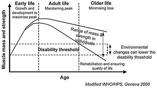 Muscle Loss with Age - Figure 2
